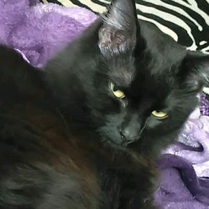 Meet your Posher, Judy